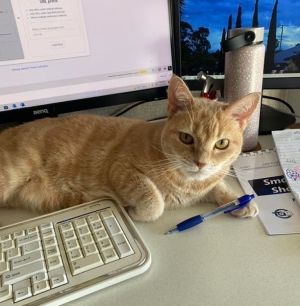 Miss Fleur the champagne ginger cat and mascot of Front Page SEO